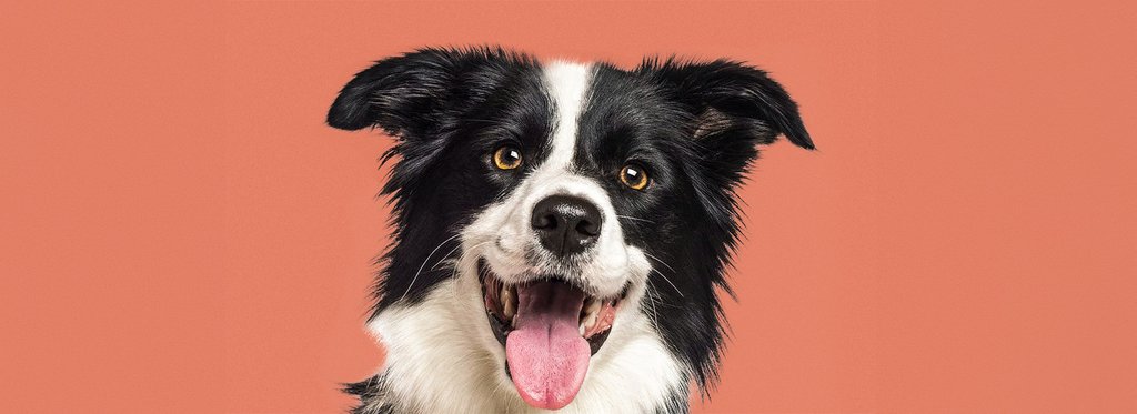 Постер фильма Знакомьтесь, пес