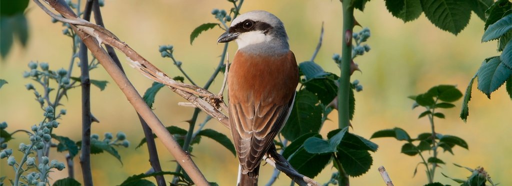 Постер фильма Маленькие, но коварные