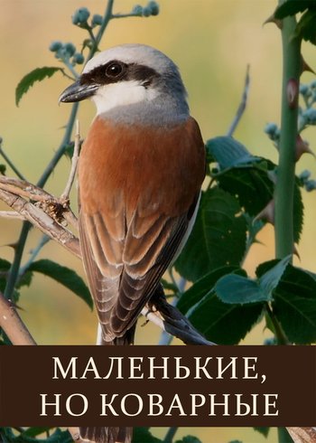 Фильм Маленькие, но коварные 2019