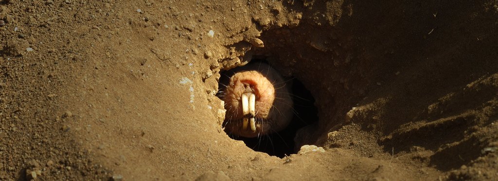 Постер фильма Под землей Саванны