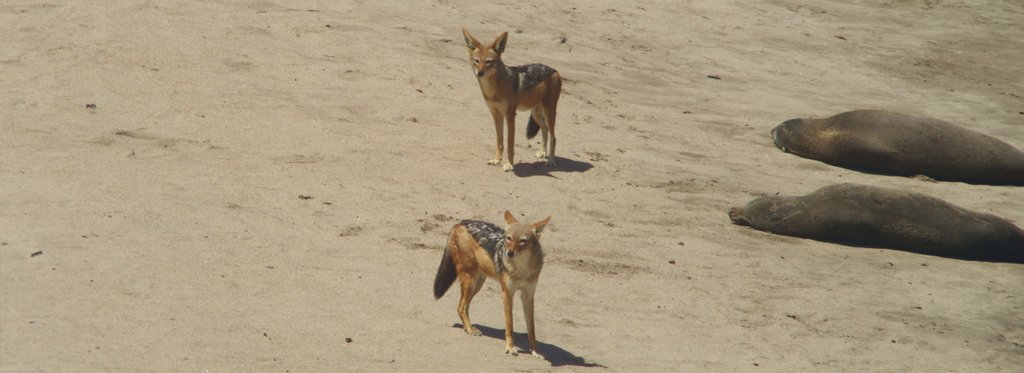 Movie poster Beach Jackals