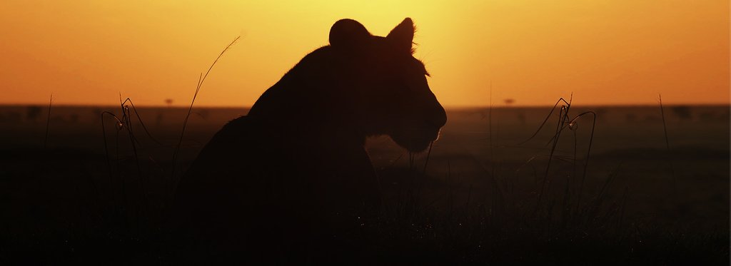 Постер фильма Мавиндо. Великая драма Серенгети