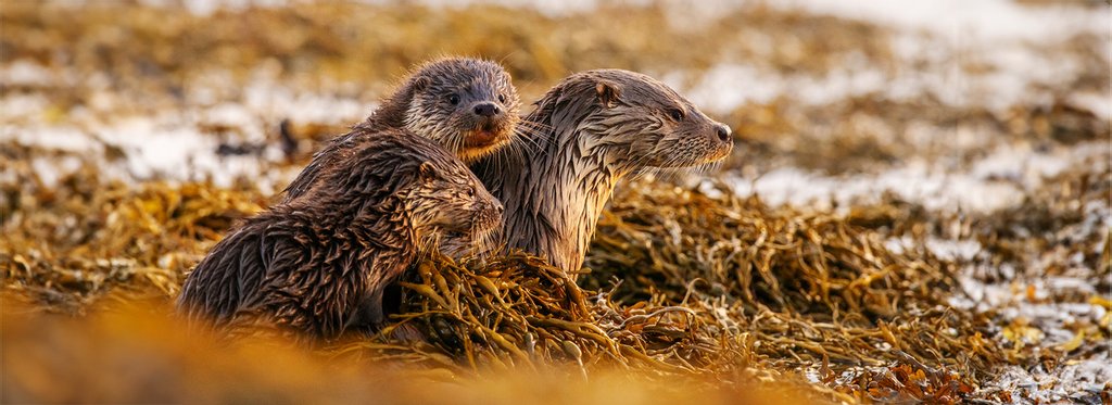 Movie poster Shetland otters: The tale of a draatsi family