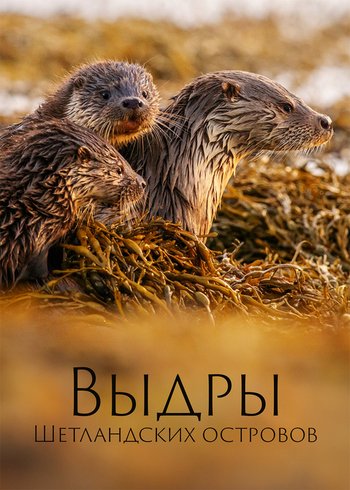 Фильм Выдры Шетландских островов 2019