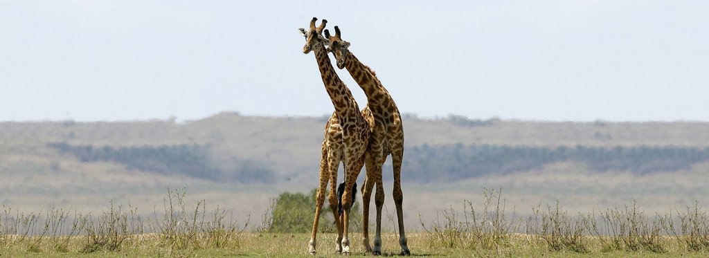 Постер сериала Любовь в дикой природе
