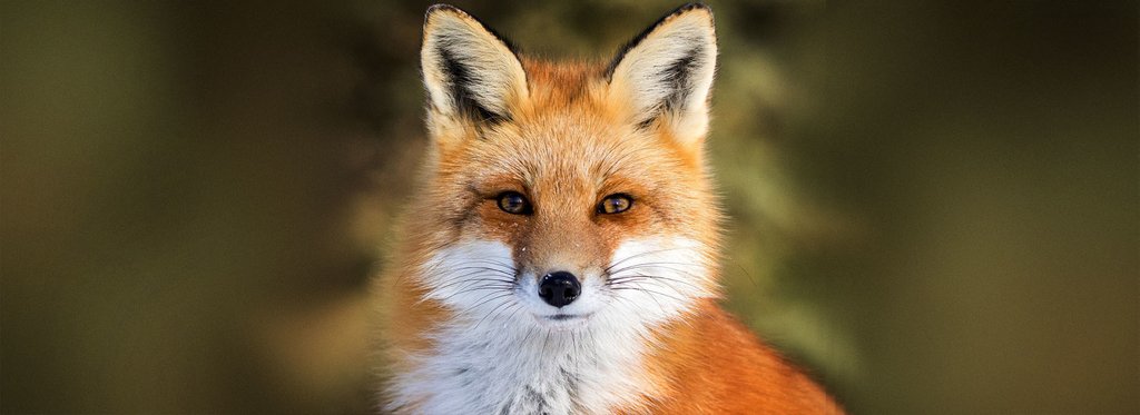 Постер фильма Лисьи истории