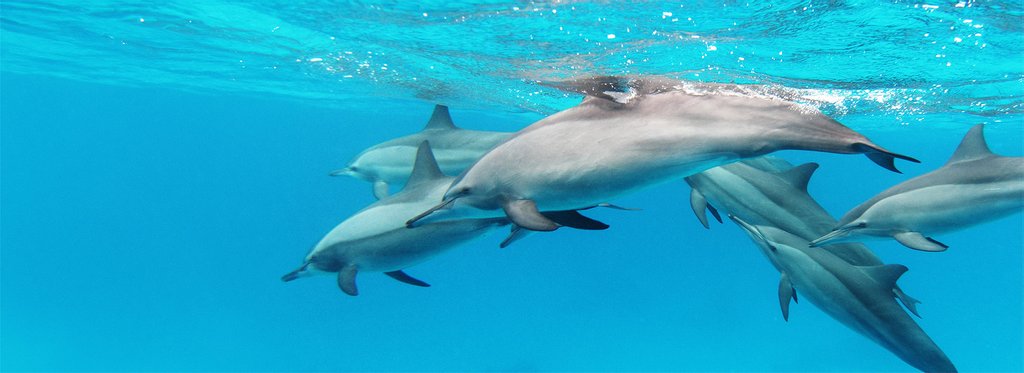 Movie poster Spinner Dolphins