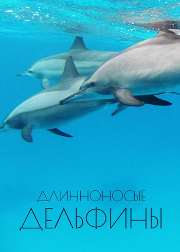 Фильм Длинноносые дельфины 2016