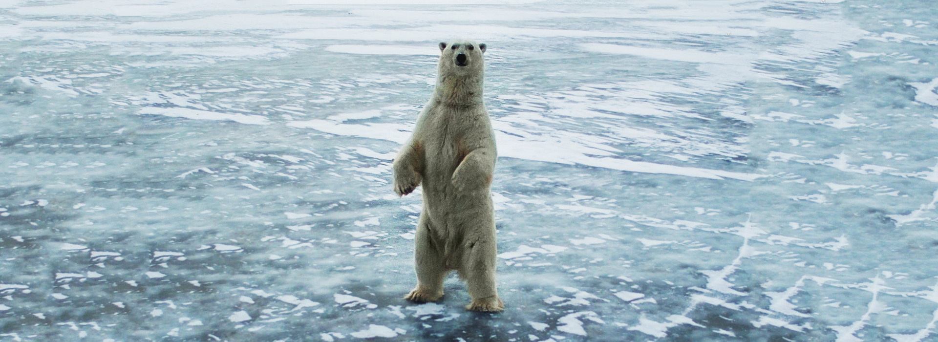 Постер фильма Канадская Арктика - царство льда