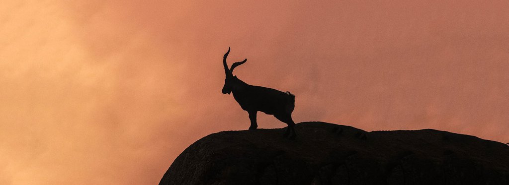 Постер фильма Дикое сердце Испании