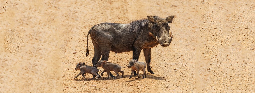 Movie poster The Three Little Warthogs