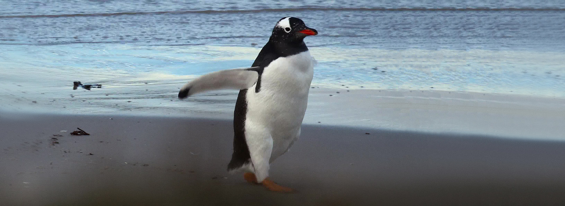 Постер фильма Фолклендские острова - заповедник дикой природы