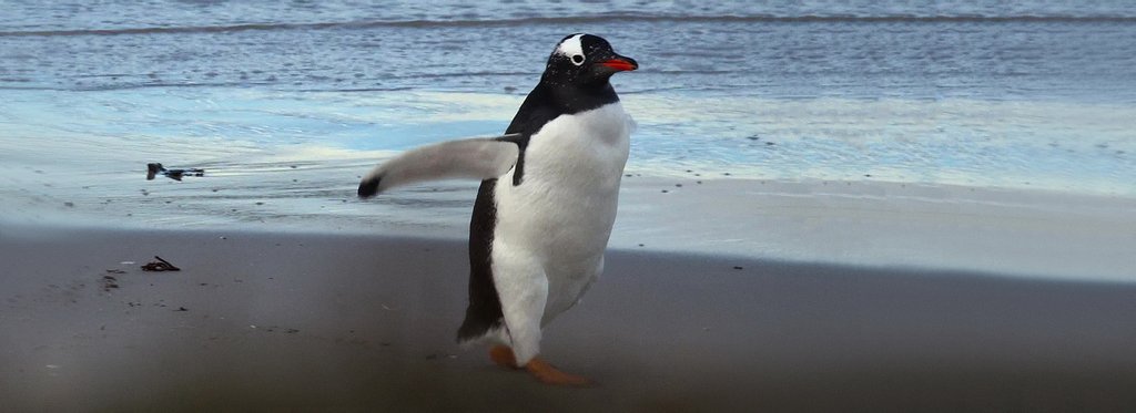 Movie poster The Falkland Islands — A sanctuary for wildlife