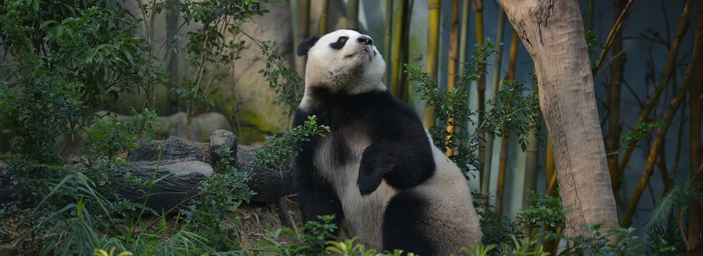 Постер фильма Создавая панд