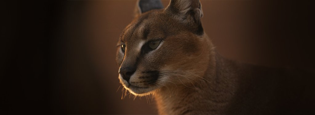 Постер фильма Каракалы: общество одиноких котов