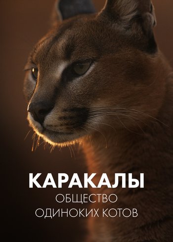 Фильм Каракалы: общество одиноких котов 2021