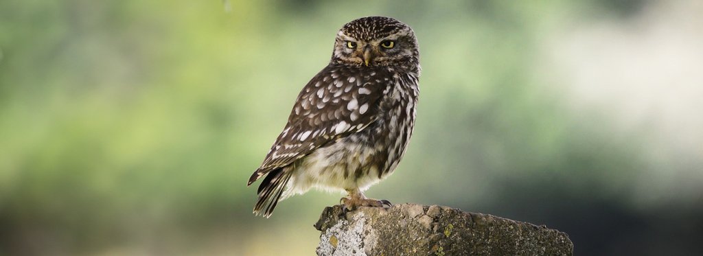 Movie poster The Realm of The Little Owl