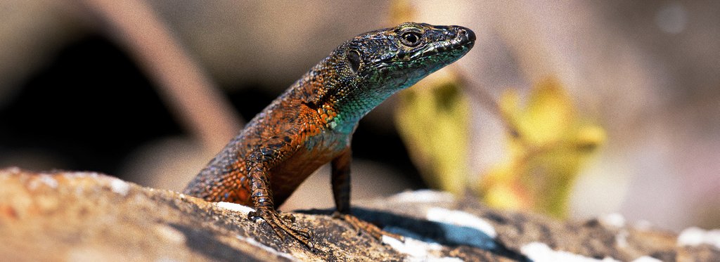 Постер фильма Дикая Словения