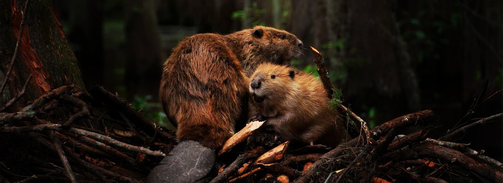 Постер фильма Строители от природы