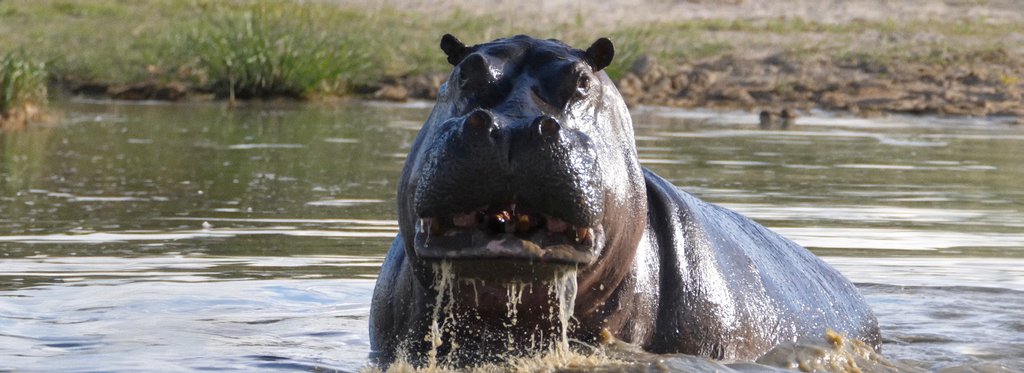 Movie poster Moremi, The Kingdom Of The Hippos