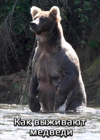 Как выживают медведи