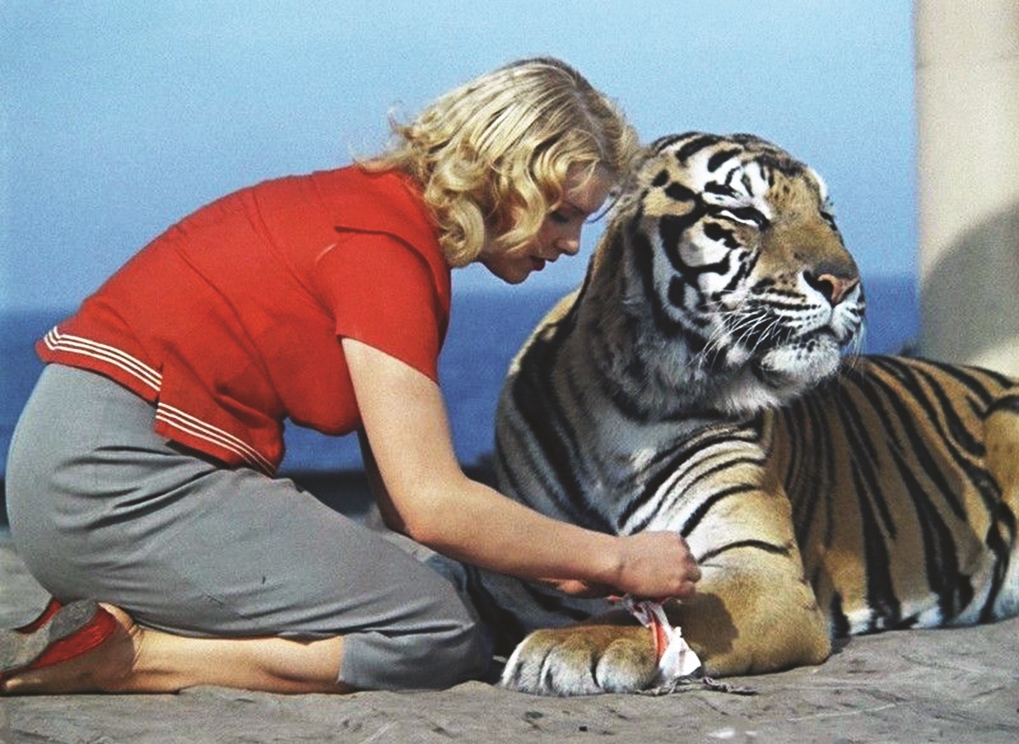 Постер фильма Укротительница тигров
